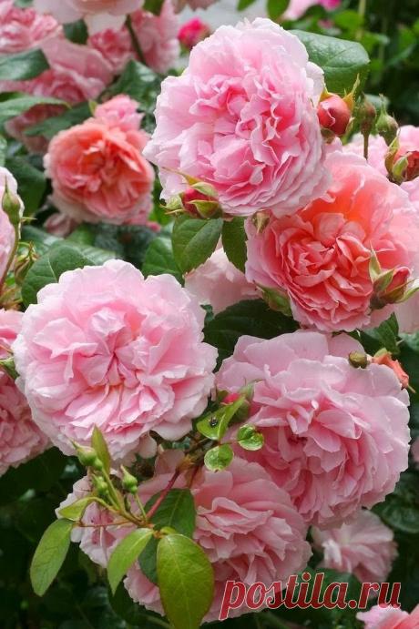 Strawberry Hill English Rose | Flowers and Gardening