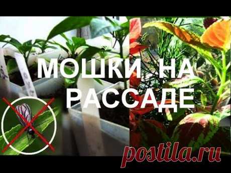 Как избавиться от цветочных мошек – рекомендации