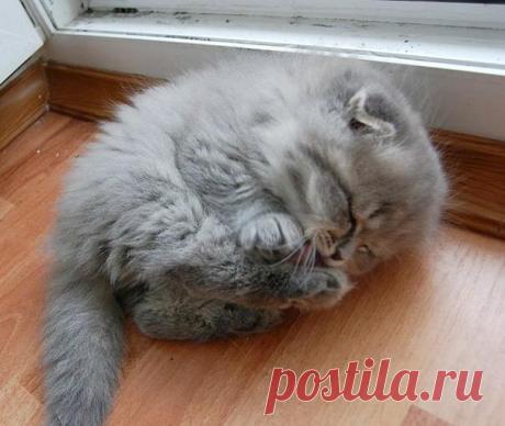 22 уютно спящих котенка