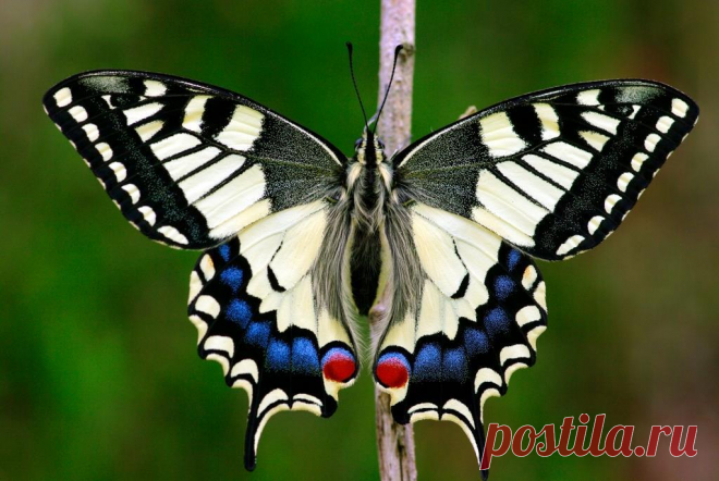 Бабочка Махаон. Papilio machaon.
Papilio machaon, или махаон, также известный как махаон Старого Света или обыкновенный жёлтый махаон, — это крупная и яркая бабочка, которую можно встретить в Европе, Азии и Северной Америке. Она относится к семейству парусников и отличается жёлтыми, чёрными и белыми крыльями с размахом от 80 до 100 мм.
Entomolo, CC BY-SA 4.0   via Wikimedia Commons