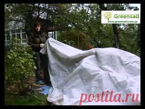 Укрытие роз перед зимой