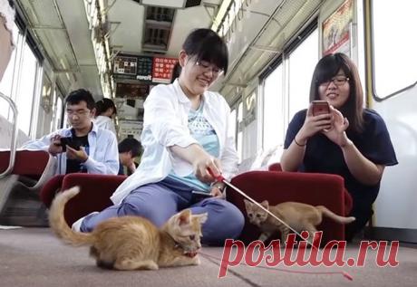 Кошачий поезд в Японии