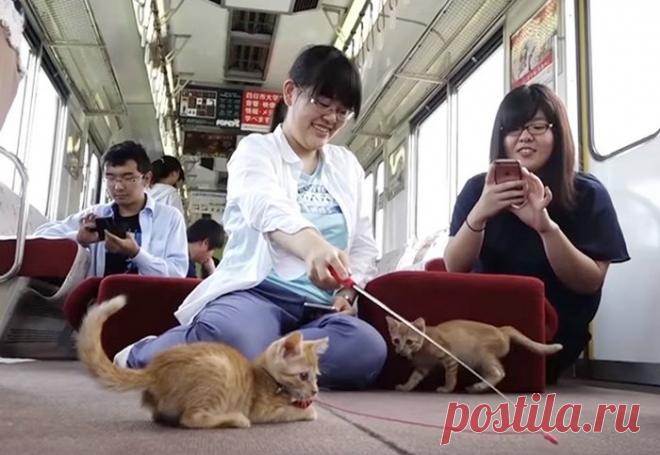 Кошачий поезд в Японии