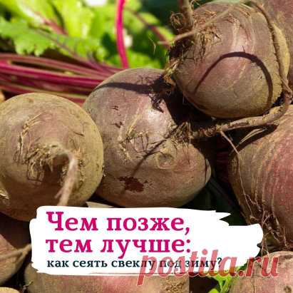 ЧЕМ ПОЗЖЕ, ТЕМ ЛУЧШЕ: КАК СЕЯТЬ СВЕКЛУ ПОД ЗИМУ? 
⠀
Подзимний посев свеклы поможет вам получить первый урожай на несколько недель раньше, чем при классической майском посеве. Сроки проведения этого мероприятия зависят от погодных условий, кто-то сажает в октябре и ноябре, а кто-то даже в декабре. При температуре +4-5 градусов семена могут начать прорастать, а при температуре ниже -5 градусов посев свеклы уже не рекомендуется. Постарайтесь выбрать оптимальные сроки.
⠀
Семена свеклы осень