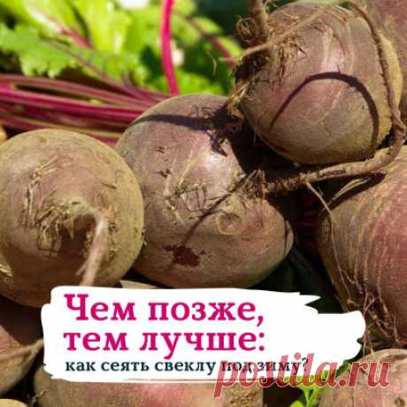ЧЕМ ПОЗЖЕ, ТЕМ ЛУЧШЕ: КАК СЕЯТЬ СВЕКЛУ ПОД ЗИМУ? 
⠀
Подзимний посев свеклы поможет вам получить первый урожай на несколько недель раньше, чем при классической майском посеве. Сроки проведения этого мероприятия зависят от погодных условий, кто-то сажает в октябре и ноябре, а кто-то даже в декабре. При температуре +4-5 градусов семена могут начать прорастать, а при температуре ниже -5 градусов посев свеклы уже не рекомендуется. Постарайтесь выбрать оптимальные сроки.
⠀
Семена свеклы осень