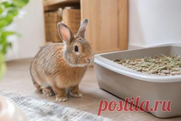 🐰 Кролика реально приучить к лотку!

Главное — не ругать питомца за промахи, а учитывать его естественные привычки. Правильное место для лотка, ограничение территории на первых этапах и постепенное расширение прогулок помогают сформировать устойчивый навык. ❤️
А если кролик, который раньше пользовался лотком, внезапно начал ходить мимо — стоит обратить внимание не только на поведение, но и на его здоровье.
Изображение от ChatGPT