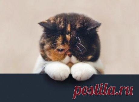 20 животных, которых можно только понять и простить