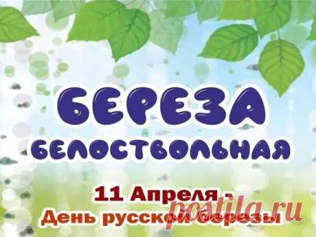 Гроза ли над ней пронесется,
Прильнет ли болотная мгла, —
Дождинки стряхнув, улыбнется
Береза — и вновь весела.