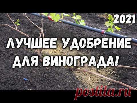 Лучшее удобрение для винограда!