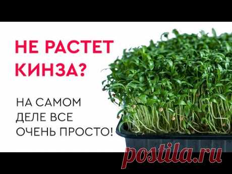 Выращиваем Микрозелень: Не получается вырастить Кинзу? Я покажу!