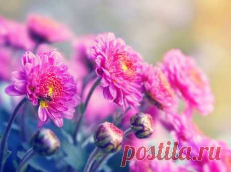 volnaudachi: Цветы. Красивые фотографии