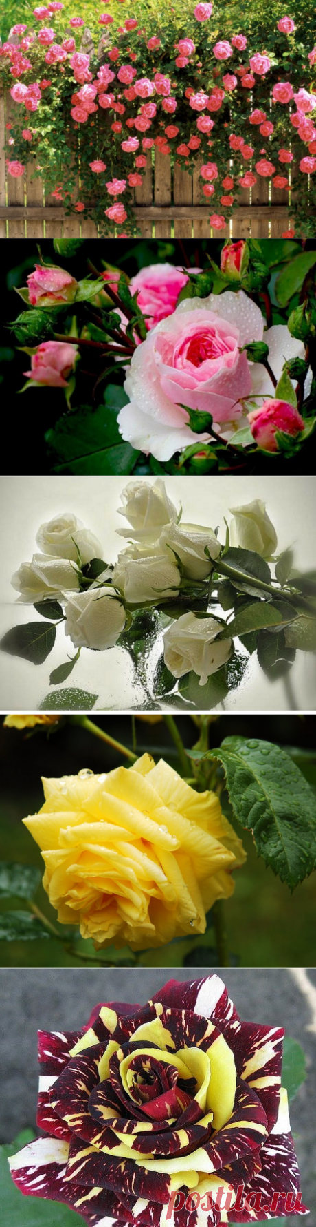 Классические розы