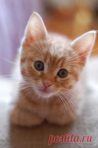 The Itty Bitty Kitty Committee: Orange Cat Match!