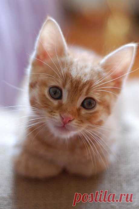 The Itty Bitty Kitty Committee: Orange Cat Match!