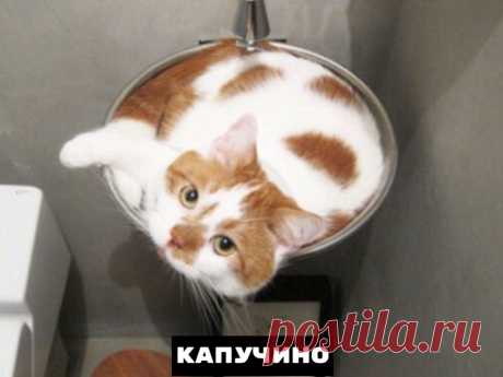 Самые распространенные формы котиков, встречающиеся в природе — Убойный юмор