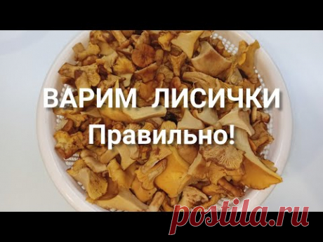 ВАРКА ЛИСИЧЕК ПЕРЕД ЗАМОРОЗКОЙ!
