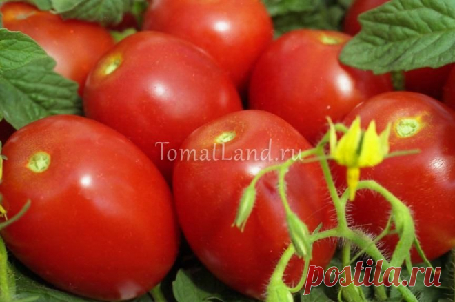 Томат Валентина: описание сорта, отзывы, фото