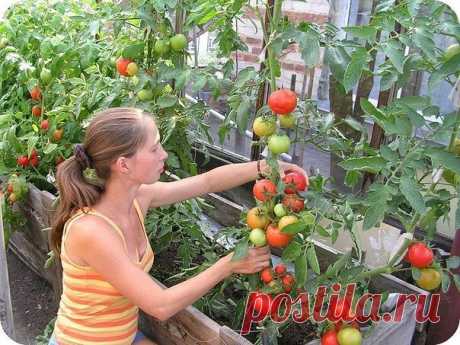 Фурацилин от фитофторы

Долгое время мучилась с фитофторой , одна старенькая бабушка посоветовала мне опрыскивать помидоры раствором обычного фурацилина ! Делала я так , мельчила 10 таблеток фурацилина в 10 литрах воды ( раствор можно хранить долгое время в тёмном прохладном помещении) и обрабатывала мои помидорки ! 1- раз до цветения , 2- раз как появится завязь , 3- раз в начале осени когда остаются зелёные помидорки ! После этого у меня проблемы с фитофторой исчезли !