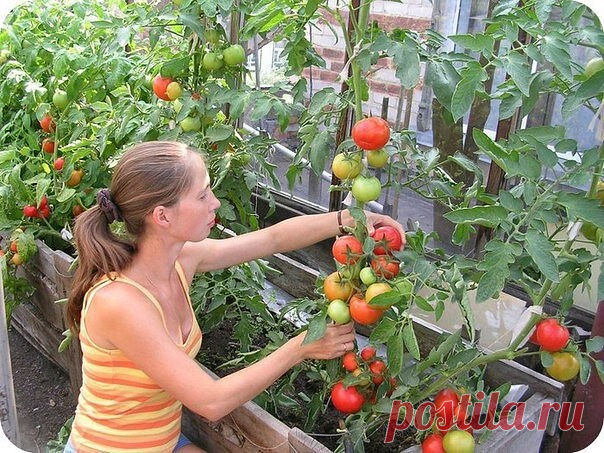 Фурацилин от фитофторы

Долгое время мучилась с фитофторой , одна старенькая бабушка посоветовала мне опрыскивать помидоры раствором обычного фурацилина ! Делала я так , мельчила 10 таблеток фурацилина в 10 литрах воды ( раствор можно хранить долгое время в тёмном прохладном помещении) и обрабатывала мои помидорки ! 1- раз до цветения , 2- раз как появится завязь , 3- раз в начале осени когда остаются зелёные помидорки ! После этого у меня проблемы с фитофторой исчезли !