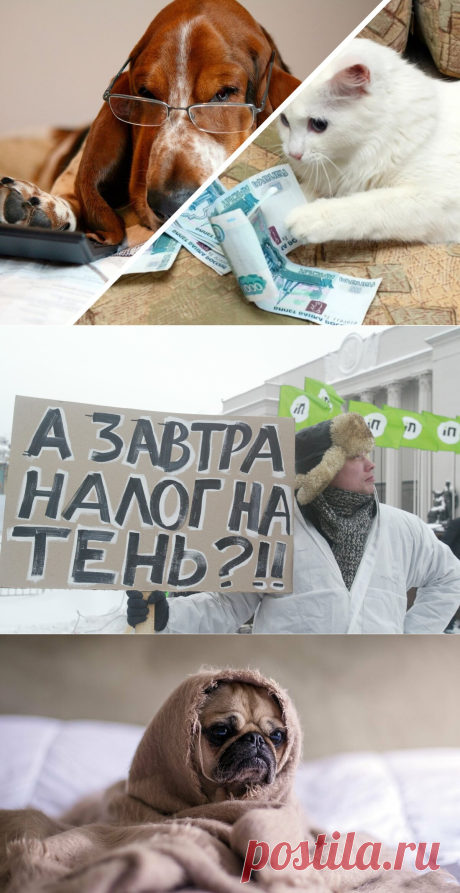 Налог на домашних животных в России в 2020 году. Моё мнение | PetZona.Ru | Яндекс Дзен