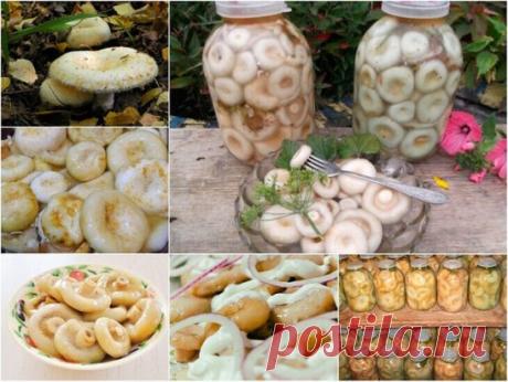 Грузди солёные - 7 рецептов.
1. Грузди соленые без добавления специй
Для того чтобы приготовить грузди по этому старому и простому рецепту, нужно взять: 
Соль крупная, можно обычная - 250 грамм; 
Грузди - 5 килограмм вымоченных грибов; 
Собранные вами грузди нужно сначала хорошо почистить, убрать все места, которые вам кажутся подозрительными. Червивые участки нужно срезать, а также не оставлять те места, в которые есть проколы от хвои. После нужно отрезать у каждого гриба...