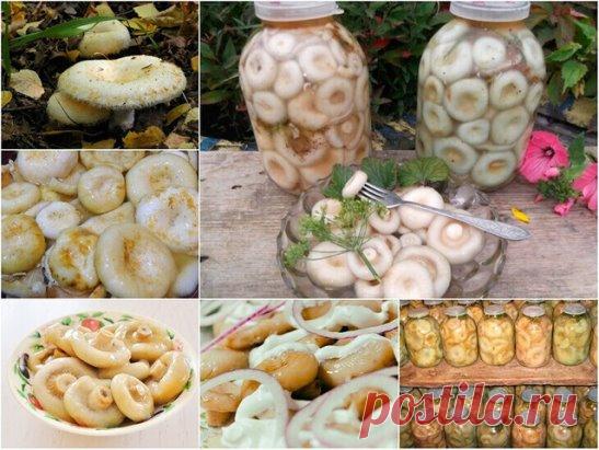 Грузди солёные - 7 рецептов.
1. Грузди соленые без добавления специй
Для того чтобы приготовить грузди по этому старому и простому рецепту, нужно взять: 
Соль крупная, можно обычная - 250 грамм; 
Грузди - 5 килограмм вымоченных грибов; 
Собранные вами грузди нужно сначала хорошо почистить, убрать все места, которые вам кажутся подозрительными. Червивые участки нужно срезать, а также не оставлять те места, в которые есть проколы от хвои. После нужно отрезать у каждого гриба...