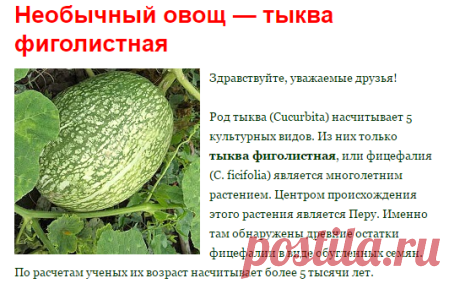 Тыква фиголистная | ЧАСТНЫЙ ДОМ. САД И ОГОРОД