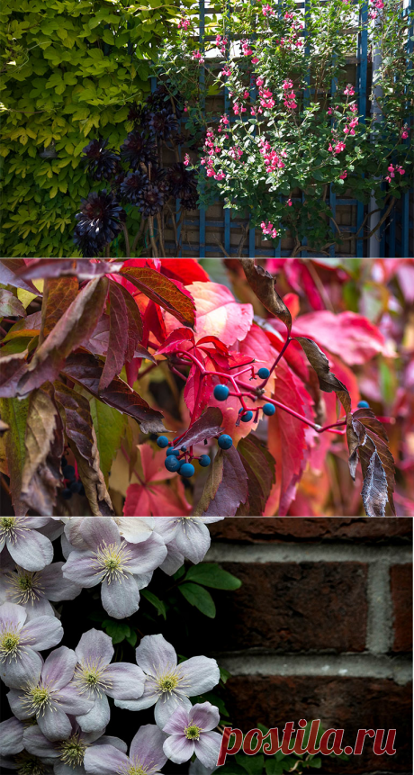 Вьющиеся растения для сада украсят участок и сделают его уютней