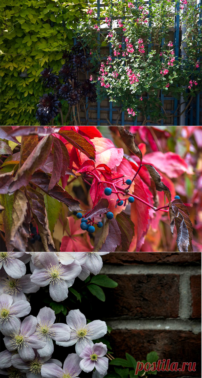 Вьющиеся растения для сада украсят участок и сделают его уютней