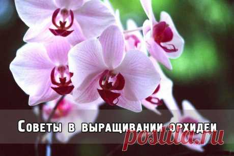 Идеальная Хозяюшка