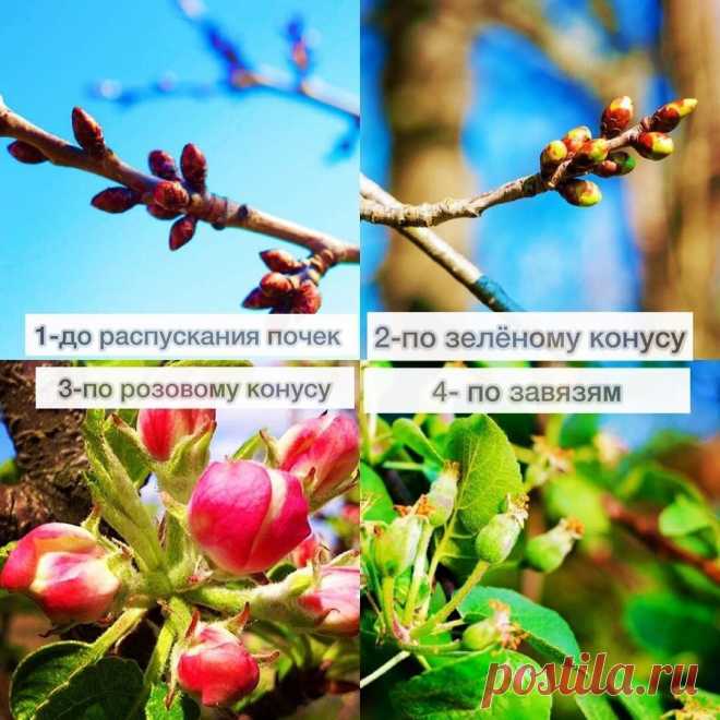 Обработка сада весной 

Главный ориентир:
Сухая солнечная погода
Плюсовая температура ночью

До распускания почек
Бордоская смесь 3%
Препарат 30 плюс
Фарма Йод (подходит для органического земледелия)
Хом
Абига-Пик
Раёк
Хорус (работает при +5 градусов, при более высокой температуре быстро разлагается)
Скор
Железный купорос
Нитрафен
Карбамид (мочевина) в большой дозе: 700 г на 10 л воды + 50 г медного купороса

По зелёному конусу
Препараты от вредителей:
Искра
Актара
Инта-Ви...