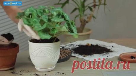 Как правильно пересадить домашние цветы Medch.ru — сайт для женщин о красоте, моде, здоровье и отношениях Все о здоровом организме, эффективных тренировках и правильном питании, советы по обустройству дома и сада, ведению бюджета и домашнему хозяйству, бьюти-советы.