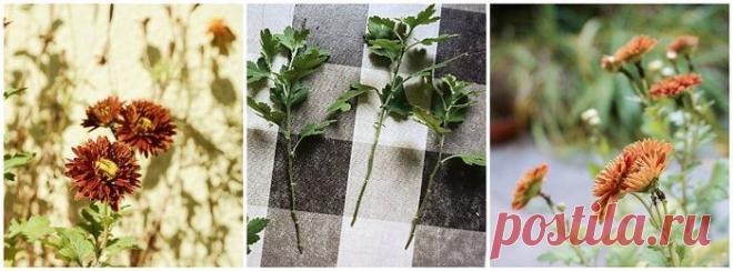 мои хризантемы,выращенные из веточек