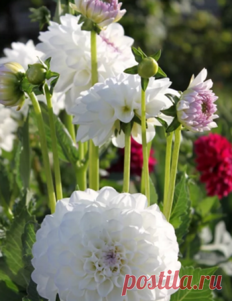 Цветоводство (Floriculture) - Google+