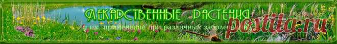 Лекарственные растения - свойства, рецепты, фото, применение