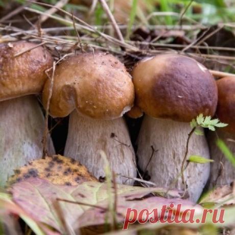Выращиваем лесные грибы на даче