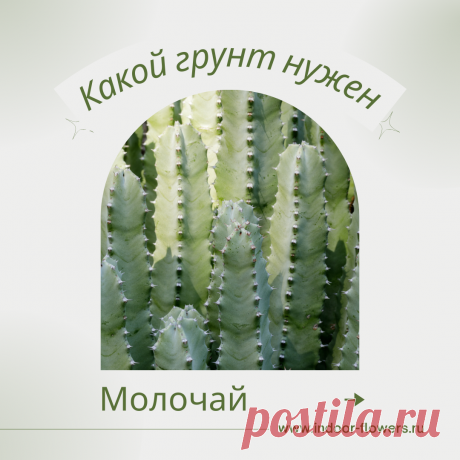 Молочай. Какой грунт нужен? Интересуетесь Молочай. Какой грунт нужен? ? Узнайте о разнообразных представителях этого вида, их уникальных особенностях и преимуществах. Получите полезные советы по уходу за Молочай. Какой грунт нужен? в домашних условиях, включая требования к освещению, поливу, температуре и влажности.