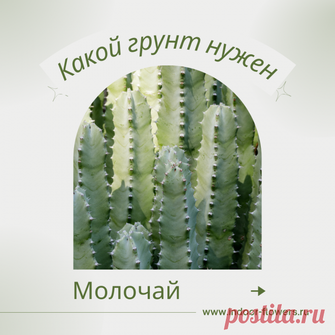 Молочай. Какой грунт нужен? Интересуетесь Молочай. Какой грунт нужен? ? Узнайте о разнообразных представителях этого вида, их уникальных особенностях и преимуществах. Получите полезные советы по уходу за Молочай. Какой грунт нужен? в домашних условиях, включая требования к освещению, поливу, температуре и влажности.