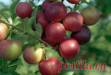 Алыча — сорта для средней полосы и подмосковья: выращивание, посадка и уход