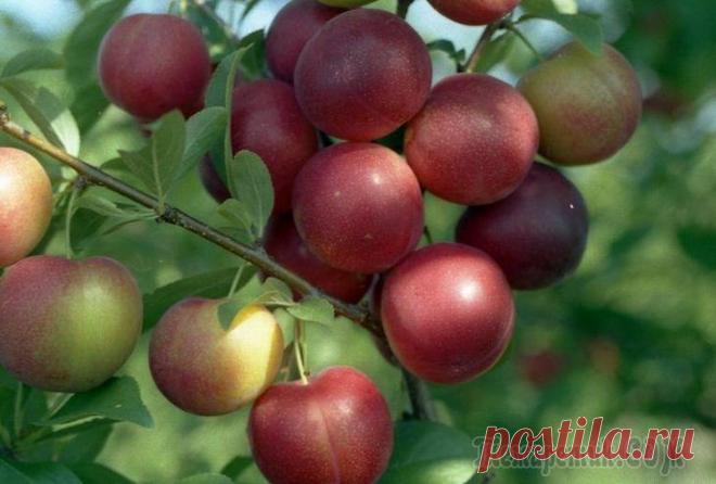 Алыча — сорта для средней полосы и подмосковья: выращивание, посадка и уход