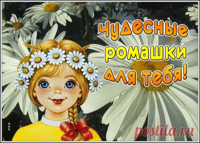 Фото открытка с ромашками
