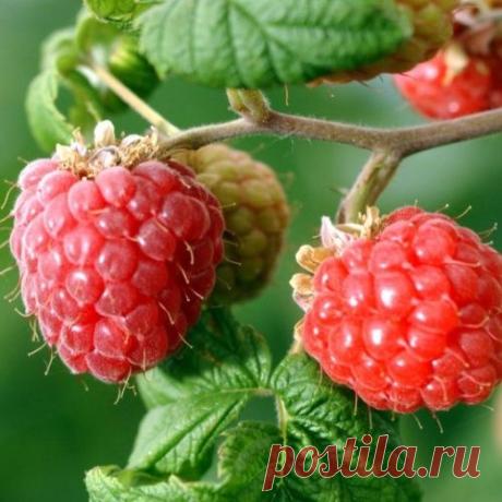 Время для осенней посадки малины