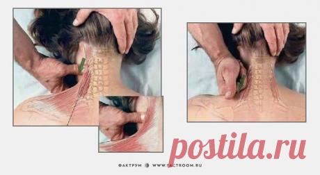 Как делать массаж: 7 картинок для понимания смысла движений рук / Surfingbird - мы делаем интернет лучше