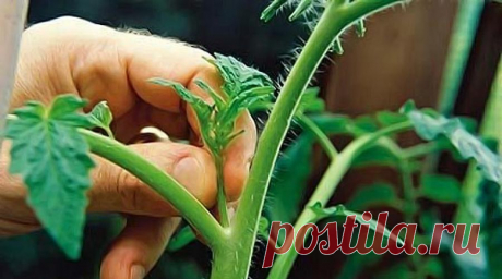 Не уверен - не пасынкуй! – Энциклопедия домовладельца