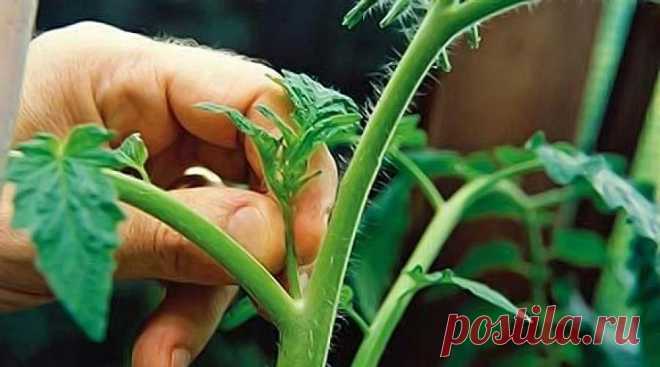 Не уверен - не пасынкуй! – Энциклопедия домовладельца