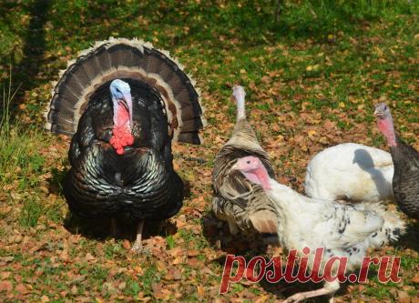 Как вырастить индейку без проблем | Добрая коза | Яндекс Дзен