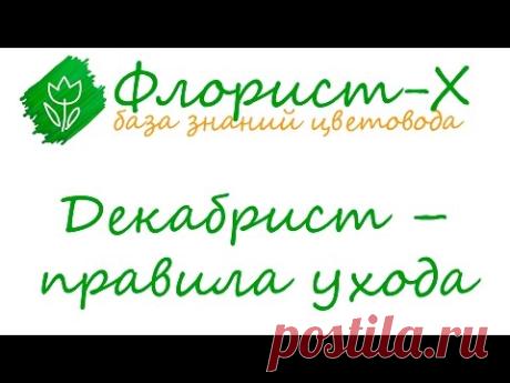 Уход за декабристом в домашних условиях