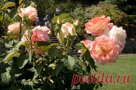 Великолепие красоты и аромата:).