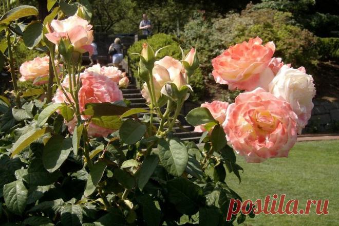 Великолепие красоты и аромата:).