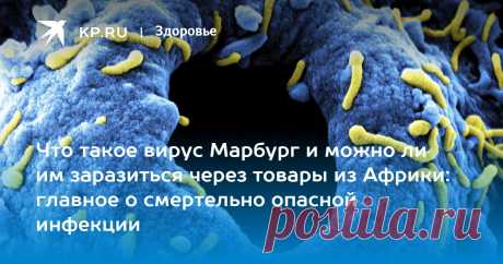 2024-ВИРУС ЛИХОРАДКИ МАРБУРГ: что известно О СМЕРТЕЛЬНО-опасной инфекции, риск эпидемии в России, как передается, СИМПТОМЫ, лечение, смертность Академик РАН Покровский: вирус Марбург ослабевает при передаче между людьми